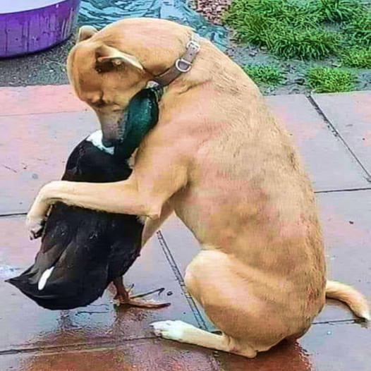 Enduring Companionship: The Unshakable Connection Between a Dog and Duckling, an Unforgettable Story of Friendship