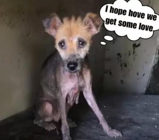 Jade, the dog once on the verge of starvation, has now found his own home and wishes for everyone to find happiness