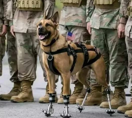 Aspen, the dog, dedicated five years to serving in the U.S. military