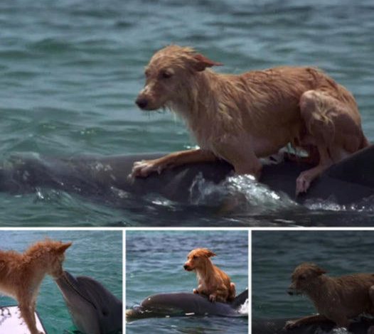 A dolphin saves a distressed dog, warming the hearts of animal lovers and receiving widespread admiration