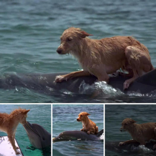 A dolphin saves a distressed dog, warming the hearts of animal lovers and receiving widespread admiration