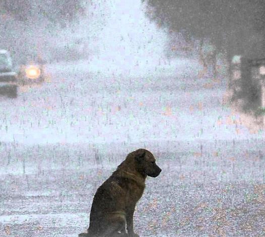 The dog shook in the rain after being abandoned. The sudden act of a passing girl caused everyone to admire him