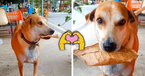 The puppy gathers tree leaves and uses them to pay for his food