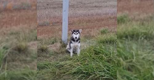 He stood by a traffic sign, his hopeful eyes glued to the road, yearning to catch sight of his owner once more