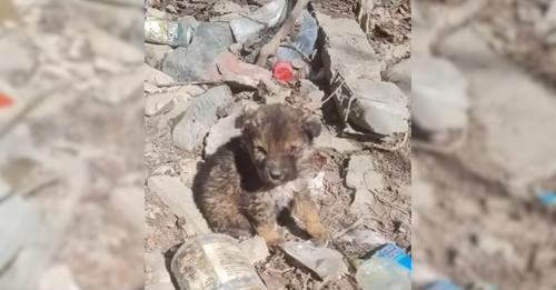 Lacking both his mother and siblings, he was in urgent need of help and someone to show him love!