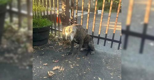 After the staff hurried to comfort the distressed doggos, they noticed they were tied to a fence and abandoned with a note