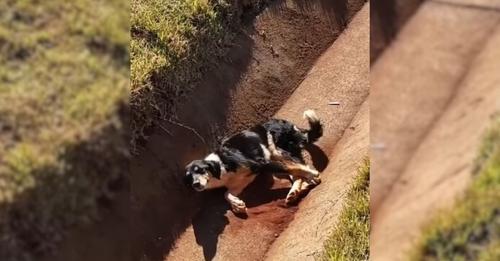 Each time the pup heard a car coming, his heart filled with hope that someone might offer him a helping hand