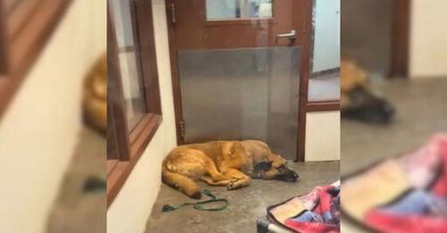 After being abandoned for the third time, Riggs curled up on the floor of his shelter kennel, a sorrowful expression on his face