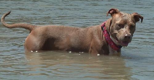 Rescued stranded dog after swimming six miles from shrimp boat