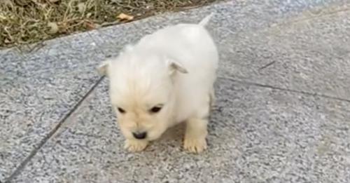 With sorrow in his gaze, the gentle furball wandered about, seeking to escape the biting cold winds