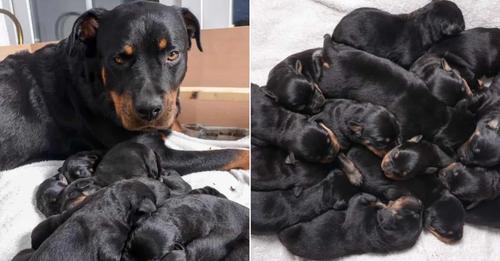 The owners were astonished when their 2-year-old Rottweiler gave birth to one of the biggest litters ever recorded