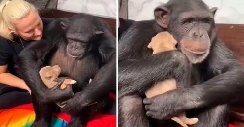 Chimpanzee Gently Warms Puppy Rescued by Owner with a Tender Hug