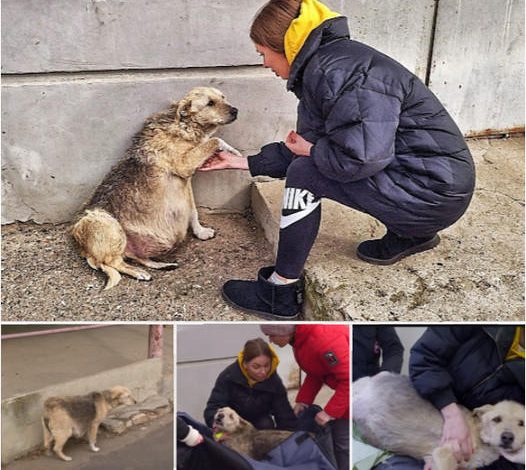 Amidst the cold, the forlorn cries of an abandoned pregnant dog echoed. Thanks to a caring heart, a girl arrived to help, and her compassionate act resonated, evoking deep emotions about the love for animals