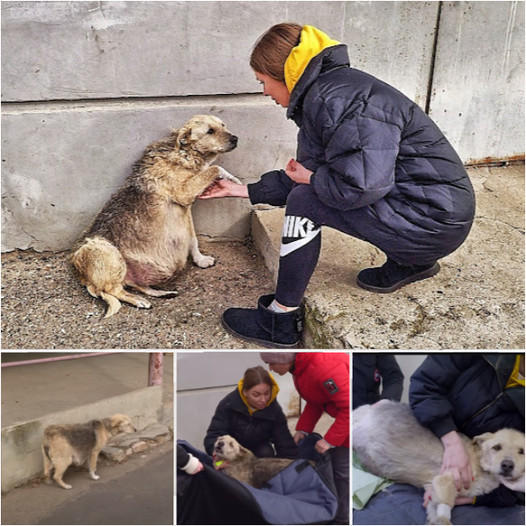 Amidst the cold, the forlorn cries of an abandoned pregnant dog echoed. Thanks to a caring heart, a girl arrived to help, and her compassionate act resonated, evoking deep emotions about the love for animals