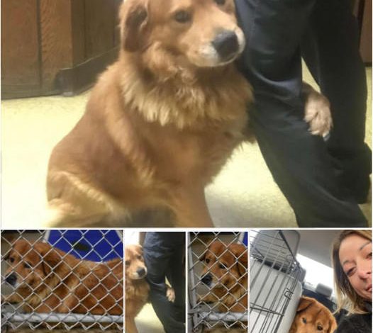 After being abandoned in a Walmart parking lot, the dog clings tightly to its rescuer, expressing immense gratitude and affection