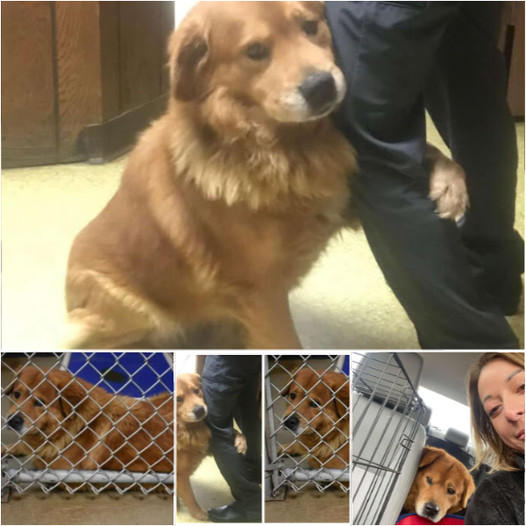 After being abandoned in a Walmart parking lot, the dog clings tightly to its rescuer, expressing immense gratitude and affection