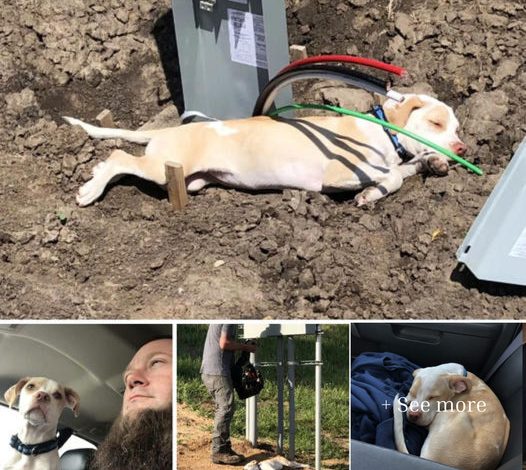 A stranded puppy trapped in electric wires on a busy Kansas highway receives a miraculous rescue, drawing the attention and sympathy of thousands online