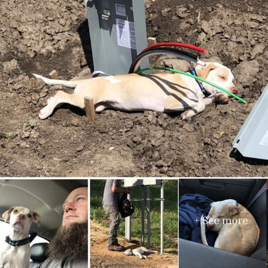 A stranded puppy trapped in electric wires on a busy Kansas highway receives a miraculous rescue, drawing the attention and sympathy of thousands online