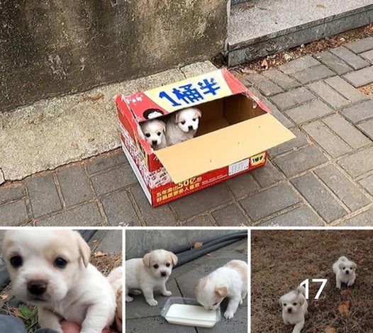 The stray puppies discovered on the highway stir deep emotions and motivate gestures of kindness