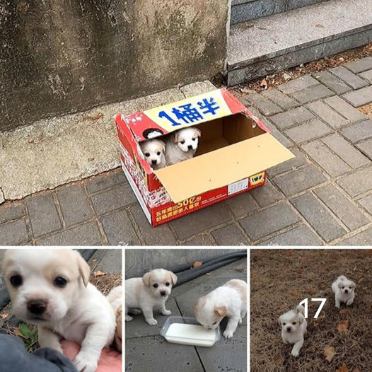 The stray puppies discovered on the highway stir deep emotions and motivate gestures of kindness