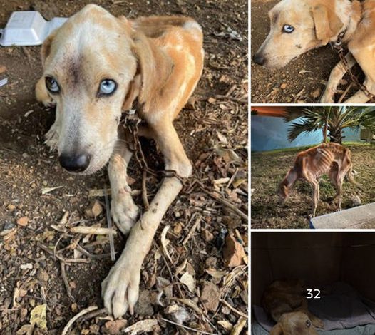 A faithful dog delivers food to her tied and starving friend to help him survive