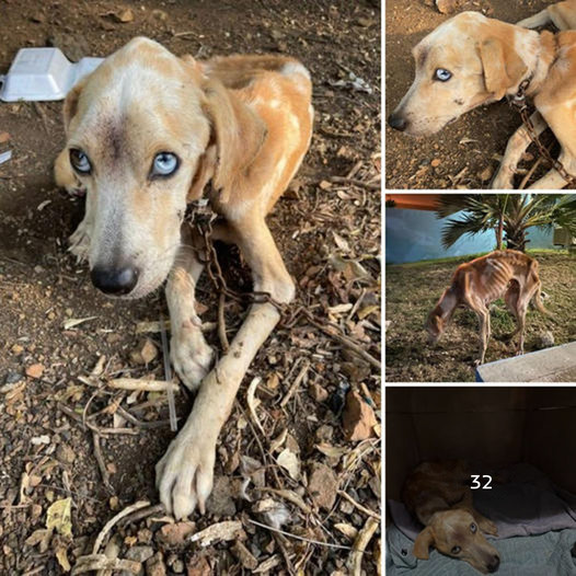 A faithful dog delivers food to her tied and starving friend to help him survive