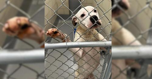 Tears filled the pup’s eyes as he continued to watch the family walk away. His heart had broken for the second time