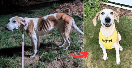 A malnourished dog infested with fleas and ticks was discovered in a swamp, but as her rescuer drew near, she did the most heartwarming thing