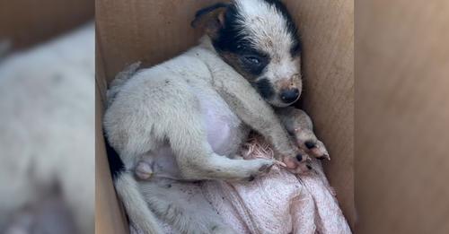 The puppy was too young to be separated from her mother