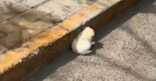 A tiny puppy was so tired that he couldn’t even stand up on his small paws!