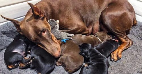 Meet Ruby, the Doberman Pinscher mama who lovingly ‘adopted’ an abandoned newborn kitten and sweetly cares for