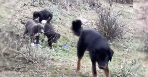 A mother dog with her three puppies appeared extremely desperate in their search for food.