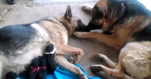 Dog Father Tenderly Comforts His Mate After She Gives Birth to Puppies