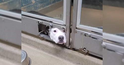 She spent much of her time there, watching as her friends left with a new family, observing them depart through a hole in the door