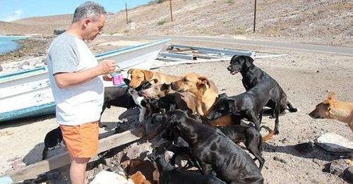 Pair Rescues 34 Stray Dogs and Cats While on Vacation